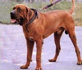 十大禁养猛犬排行,藏獒在世界十大猛犬的排名