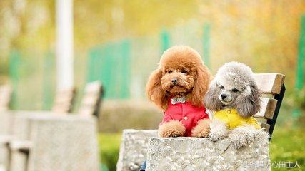 家养泰迪都是什么品种,常见家养宠物犬大全