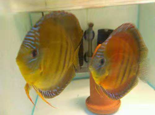 养冷水鱼需不需要使用灯光,加温饲养的鱼