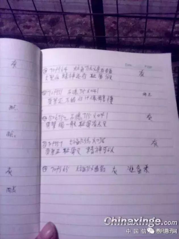 赛鸽耻骨高于龙骨有什么影响,雄鸽耻骨下垂是否要淘汰