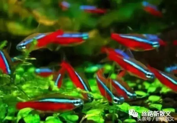 老板、局长、作家的鱼缸，养的鱼各有什么不同