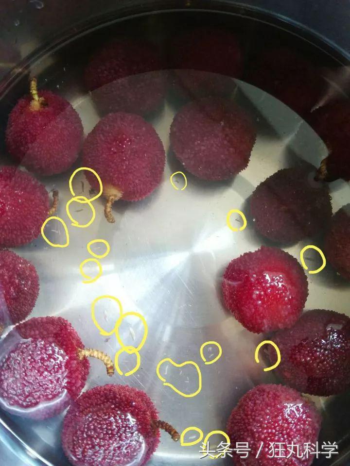 西兰花里好多小虫子,西兰花里有虫子视频