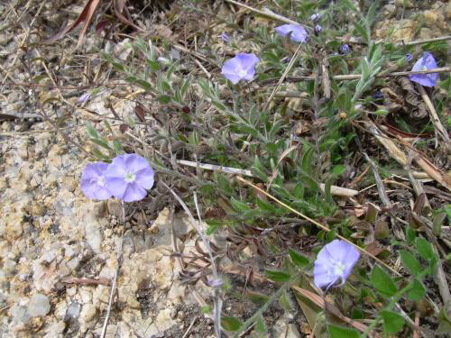 草药土丁,中药材山玉桂