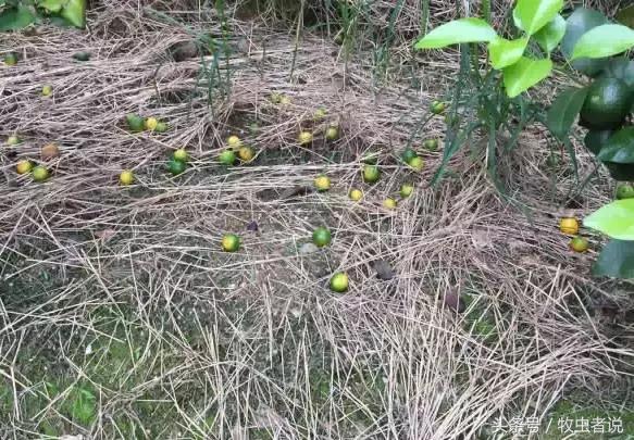 柑橘成熟果实太软怎么回事,柑橘果实发黄是怎么回事