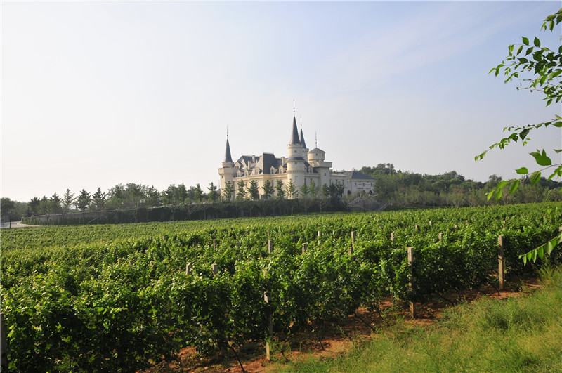 原来不止酿酒，张裕爱斐堡酒庄还有这些隐藏“关卡”等你发现