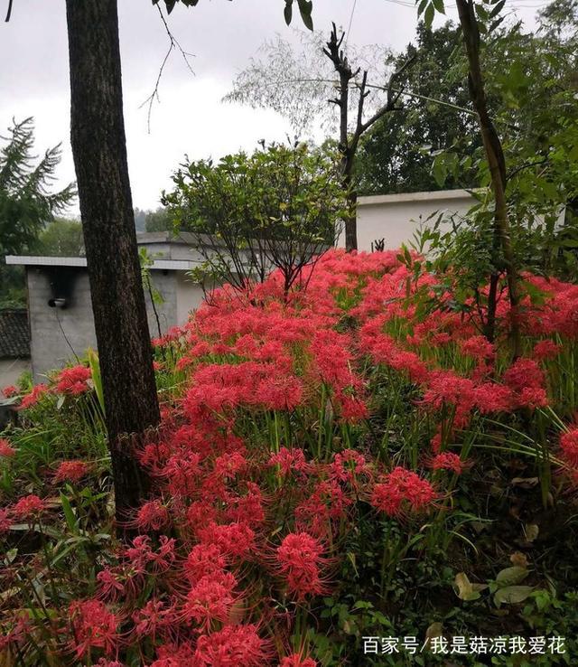 彼岸花冬天怎么养护,彼岸花日常养护