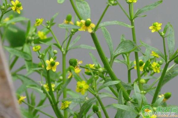 石龙芮功效与作用,石龙芮有什么药用价值