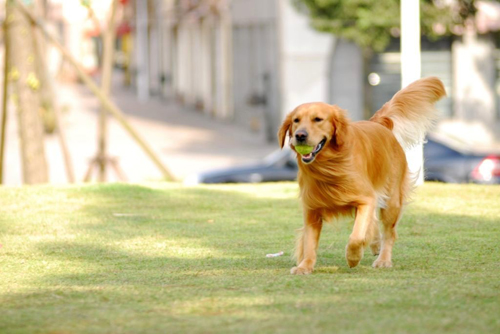 怎么纠正狗狗出门凶,如何纠正狗狗见到狗狗爆冲坏习惯