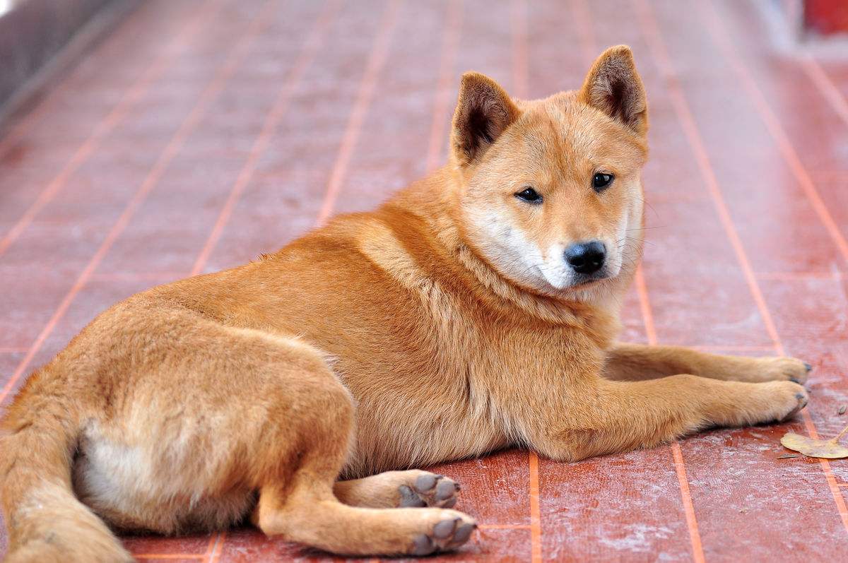 鸡最怕的克星是老鼠,鸡最怕什么动物