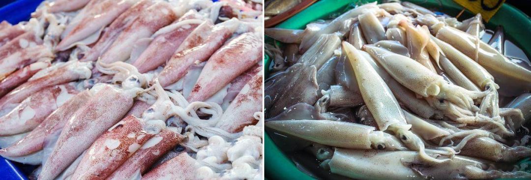 乌贼鱿鱼八爪鱼章鱼有什么区别,章鱼乌贼鱿鱼傻傻分不清怎么办