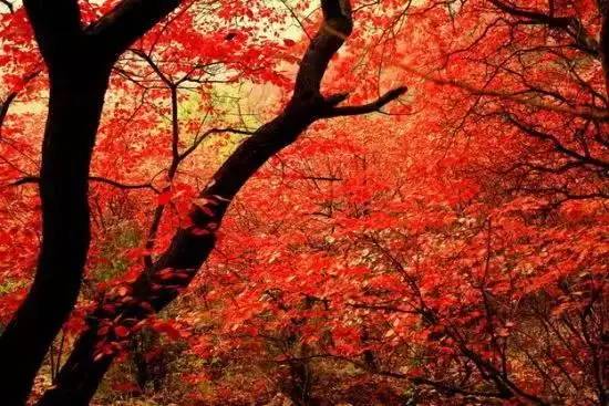 济南红叶谷在济南什么位置,山东济南红叶谷秋色