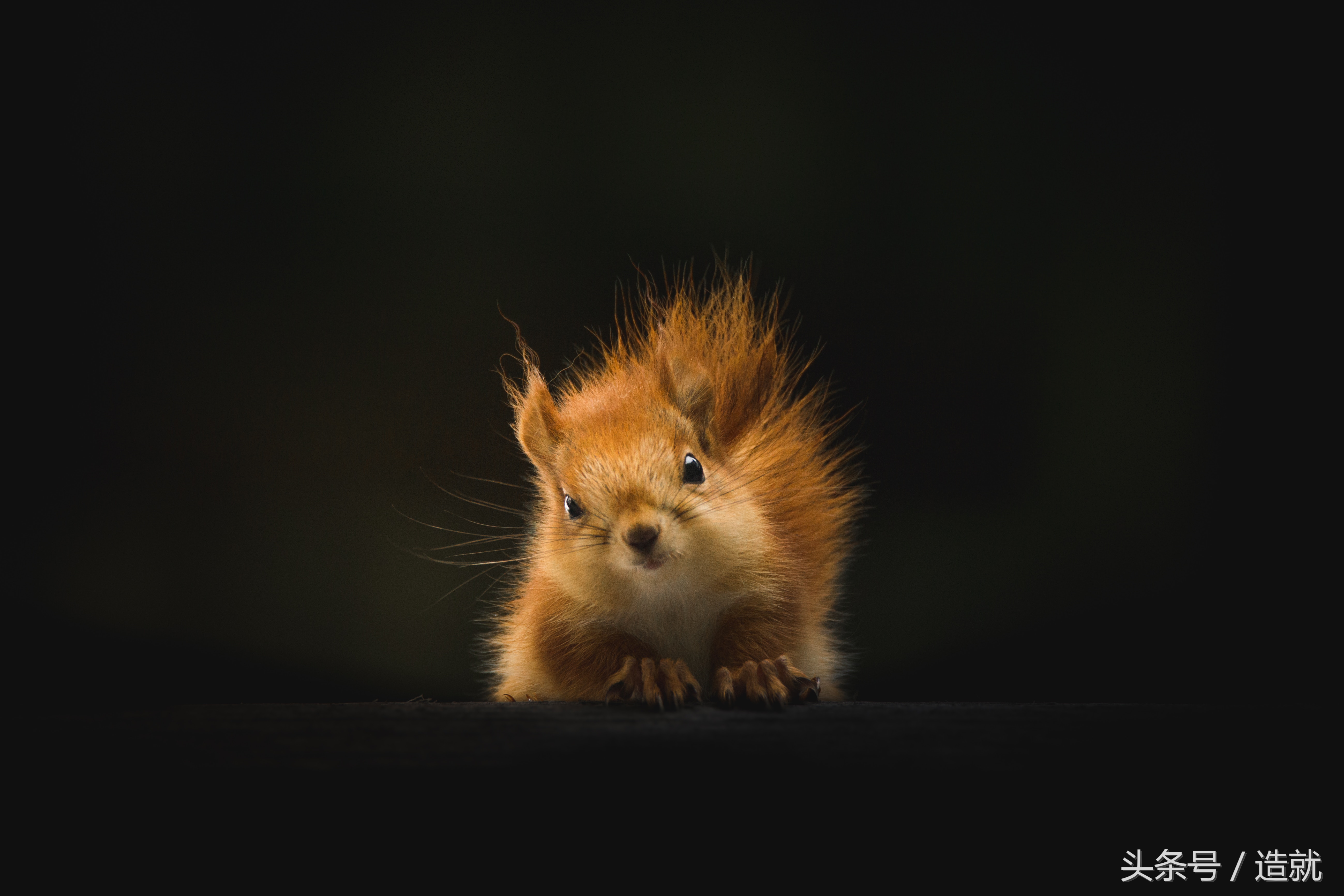 动物有喜怒哀乐吗,动物是不是和人一样有喜怒哀乐