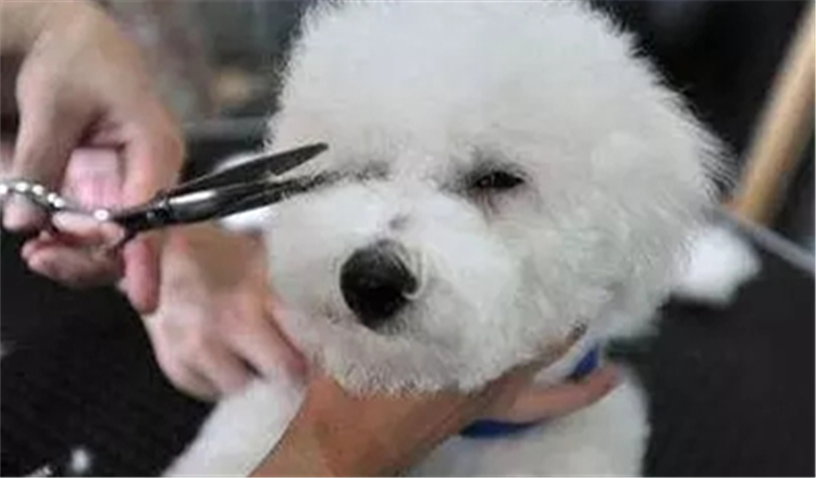 狗狗泪痕造成的变色毛发怎么解决,狗狗泪痕用氯霉素好还是红霉素好