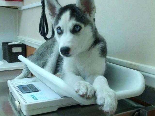 狗狗失踪2年重聚完整版,狗狗失踪两天还找得回来吗