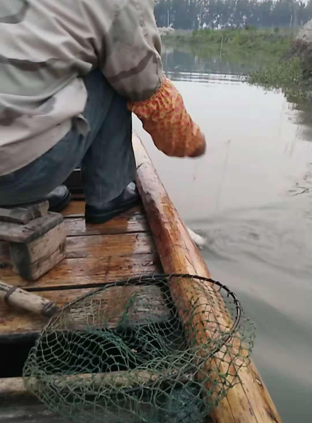 诱捕甲鱼的方法,诱捕野生甲鱼的最快方法视频