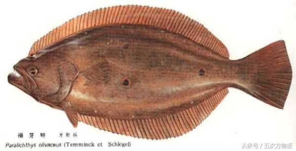 青岛海鱼品种大全及图片,青岛好吃的海鱼有哪些