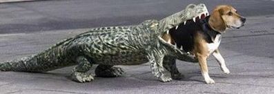 不给糖就捣蛋跟万圣节的关系,光遇万圣节快乐不给糖就捣蛋