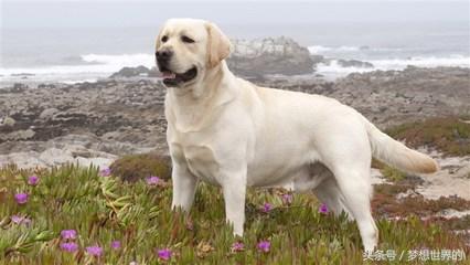 全球公认10大军犬排行榜,世界上最勇敢的七大军犬