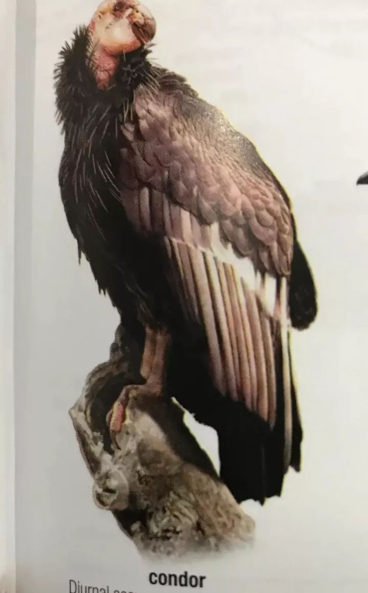 她翻译了《射雕》，外国人直呼：很遗憾人生五张，才开始看金庸