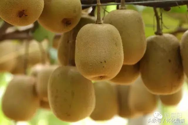 大家好，我叫“麻阳苗族自治县”，今年30岁了！