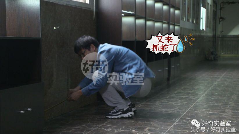 蛇和蛇打结会自己解开吗,蛇打个死结能自己解开吗