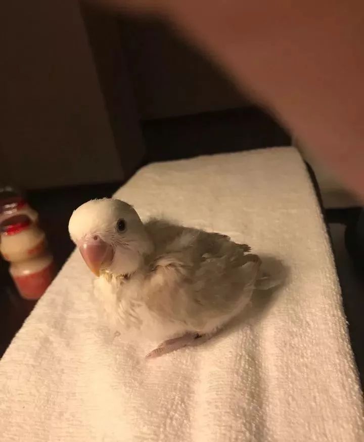 养鹦鹉少走30年弯路,新手养的鹦鹉各优缺点