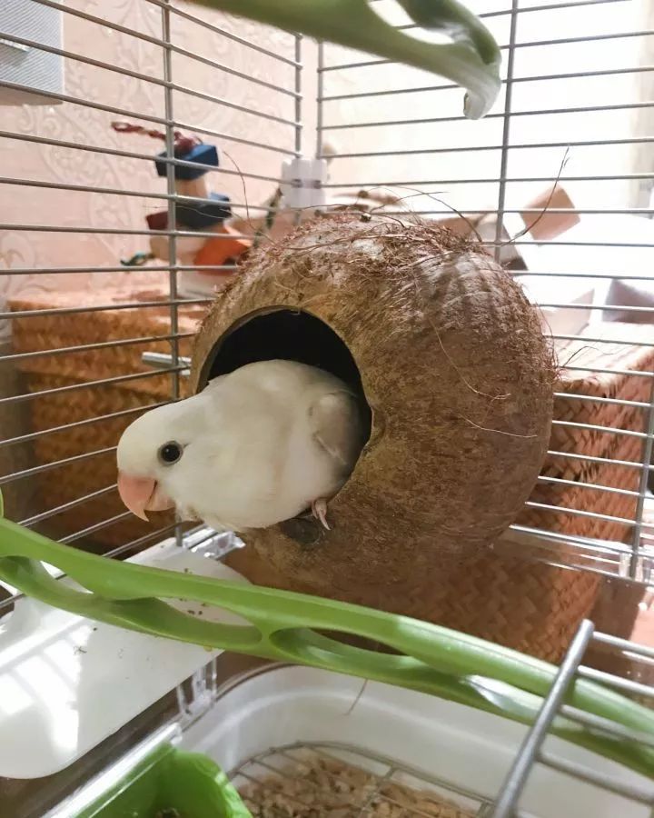 新手养的鹦鹉各优缺点,养鹦鹉少走30年弯路