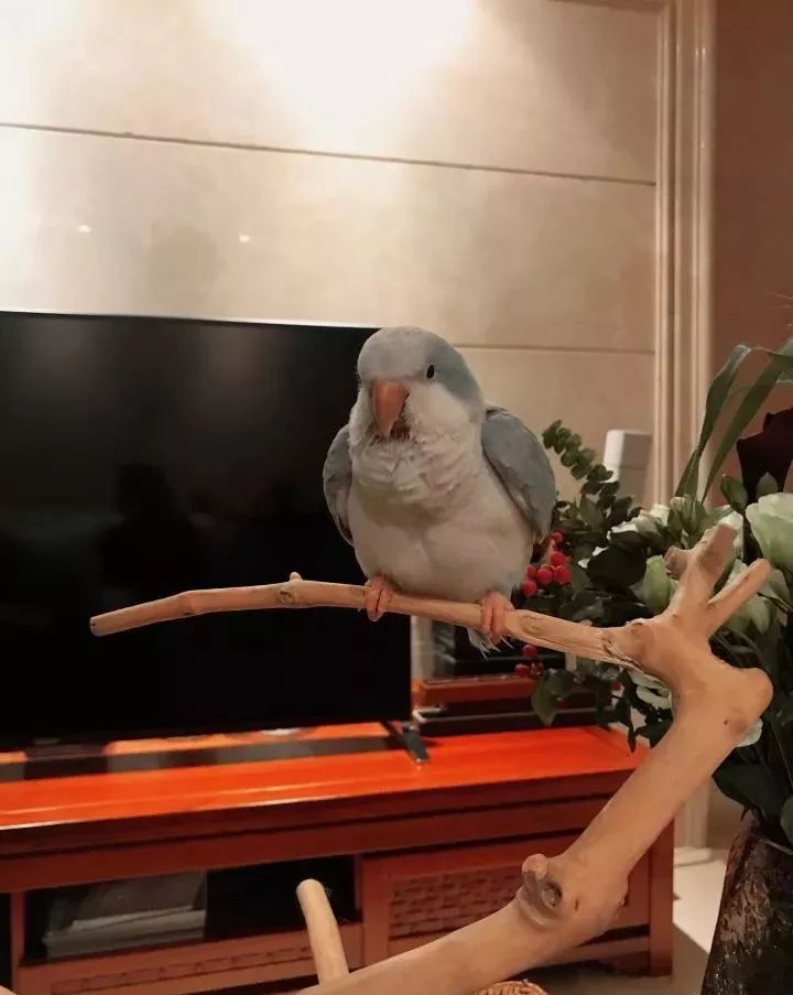 新手养的鹦鹉各优缺点,养鹦鹉少走30年弯路