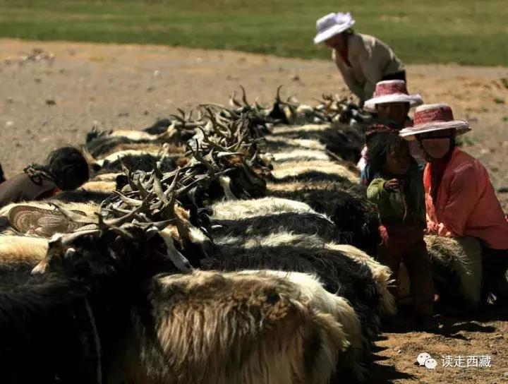 离拉萨最近的阿里,阿里是离天堂最近的地方