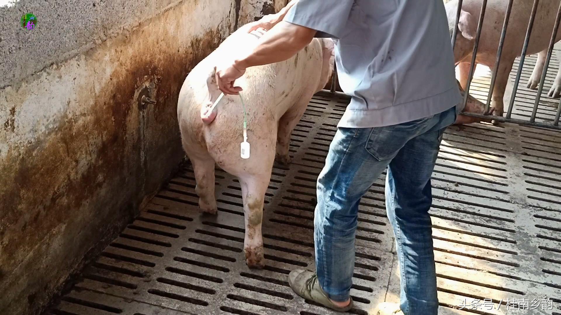 如何给母猪合理人工授精,怎么给母猪人工授精呢