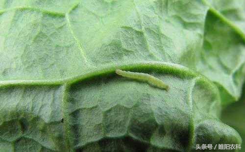 强虫特效杀虫药,防治青虫新药