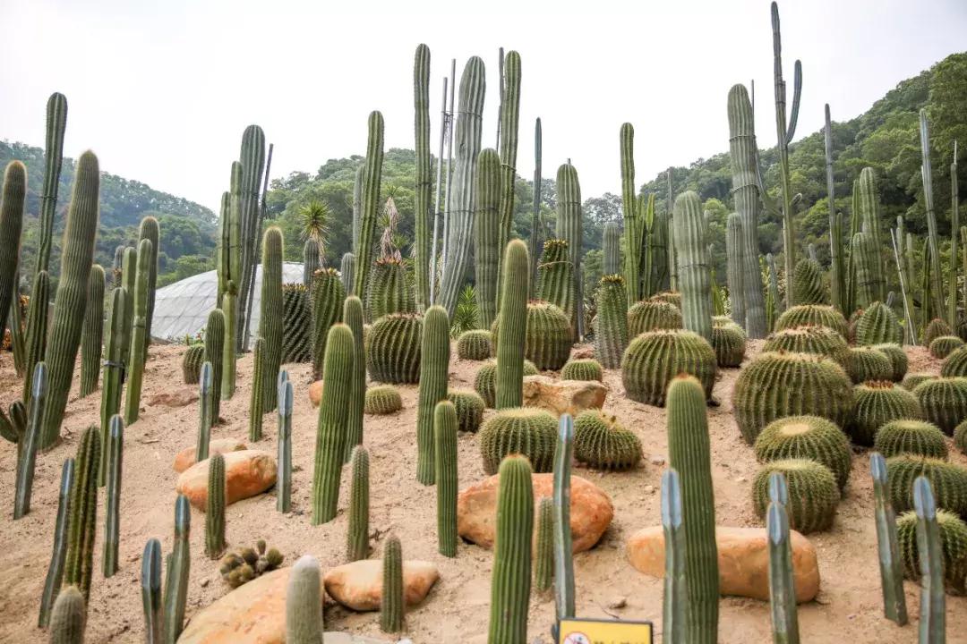 深圳向世界发出邀请,向世界推介深圳