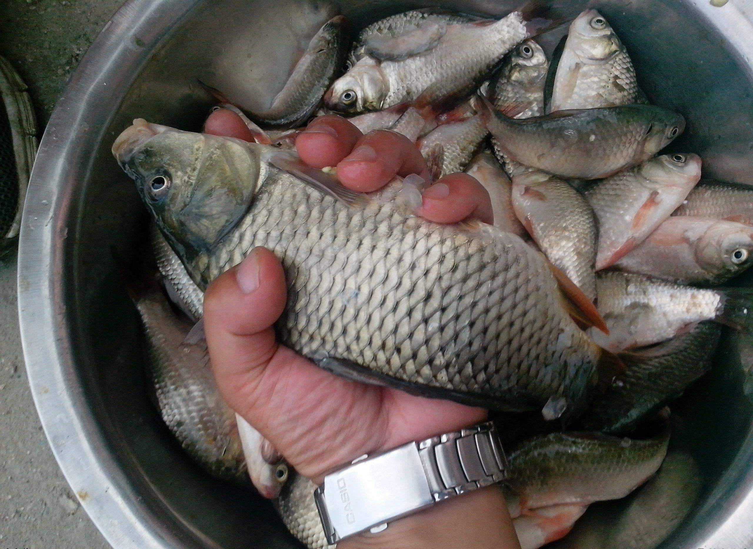 秋天钓鱼到夜晚就没口,秋天钓鱼都是小杂鱼怎么办