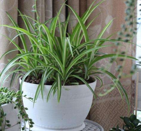 有利于净化空气的家养绿植,基本不用浇水的室内去异味绿植