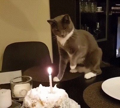 猫咪新玩法,喵咪生活小技巧有哪些