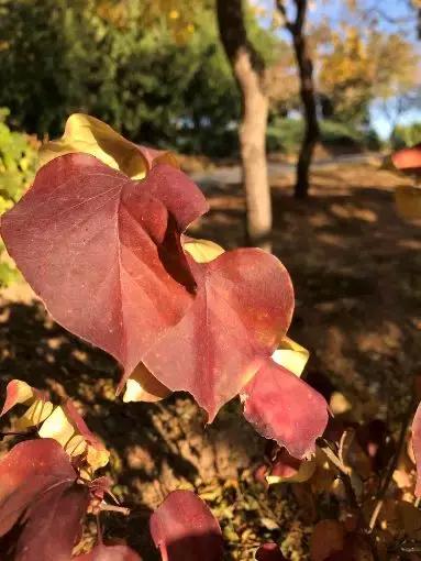 西山森林公园秋季爬山攻略,秋天西山国家森林公园