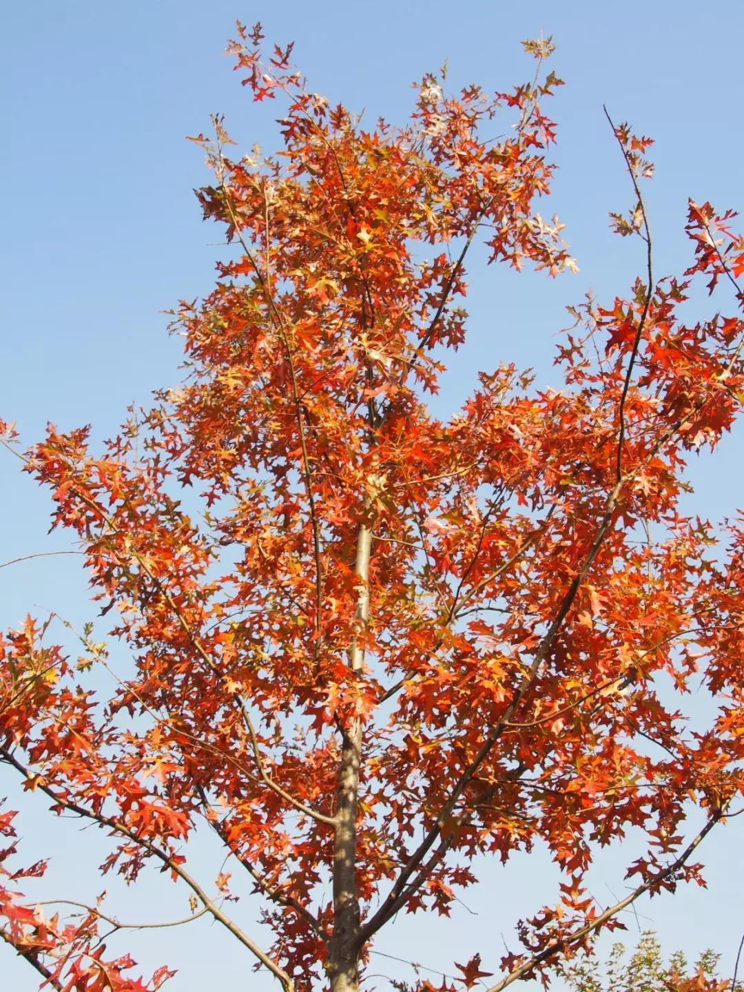 西山森林公园秋季爬山攻略,秋天西山国家森林公园