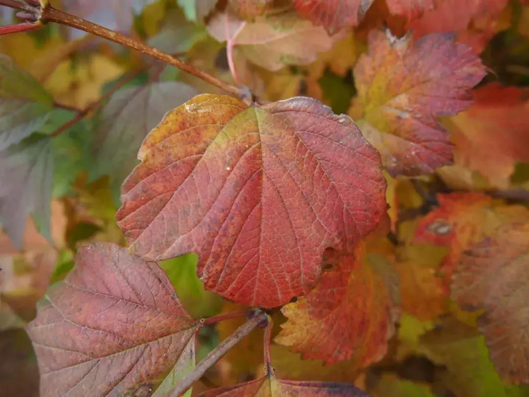 西山森林公园秋季爬山攻略,秋天西山国家森林公园