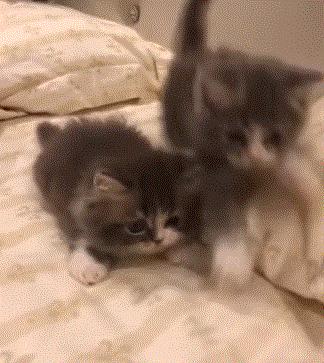 猫咪新玩法,喵咪生活小技巧有哪些