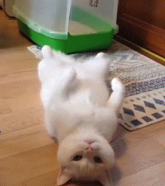 猫咪新玩法,喵咪生活小技巧有哪些