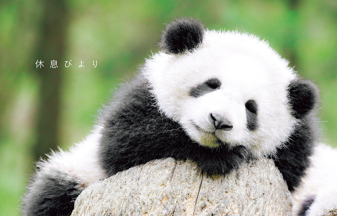 半月板需要了解哪些,收藏半月板