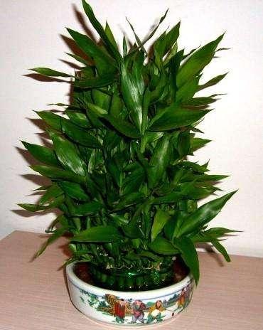 富贵竹养殖方法注意事项视频,富贵竹养殖的方法有哪些