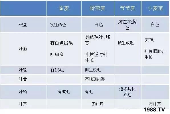 野麦子太猖獗，到底该怎么防治？什么药效果好？需要注意什么？