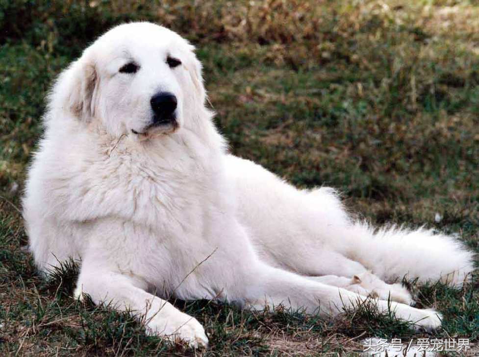 阳光帅气大白熊,最漂亮大白熊