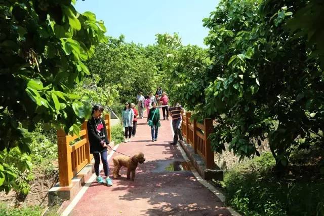 德阳广汉松林镇沙田村,广汉松林镇沙田村视频