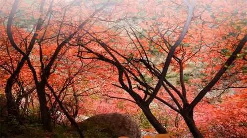 洛阳旅游景点特价门票,近期特价门票免费景点