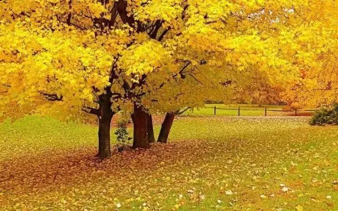 秋的魅力有多美,秋天是那样的迷人