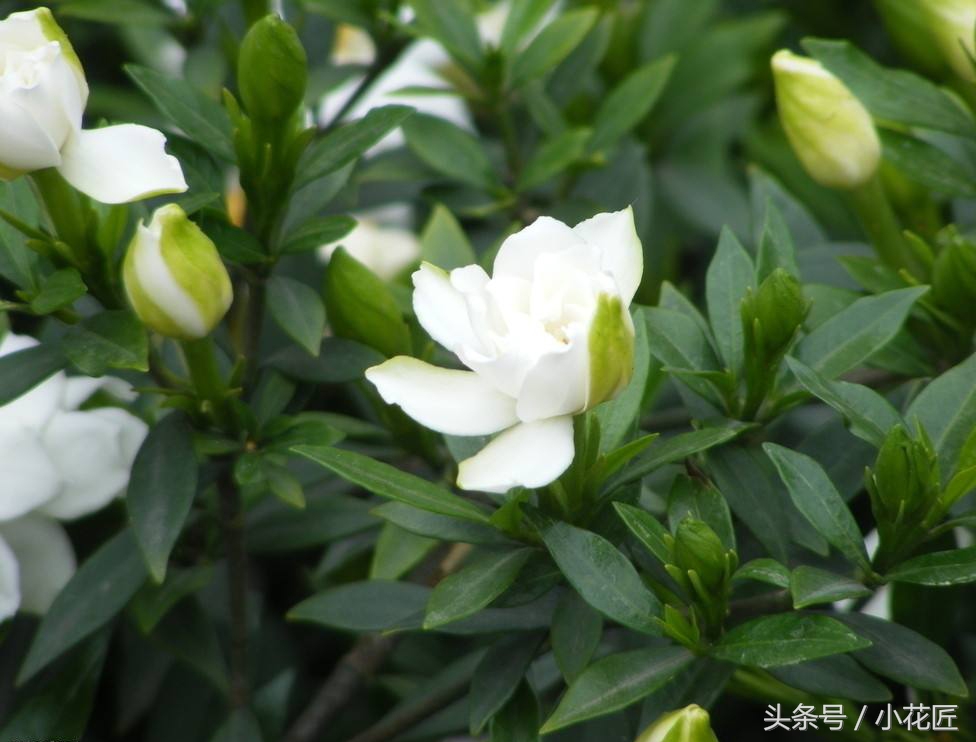 小叶栀子花浇水多了黄叶怎么办,栀子花浇水过多大量黄叶了怎么办