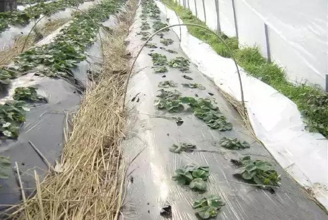 草莓冬季室内管理方法,草莓管理的正确方法