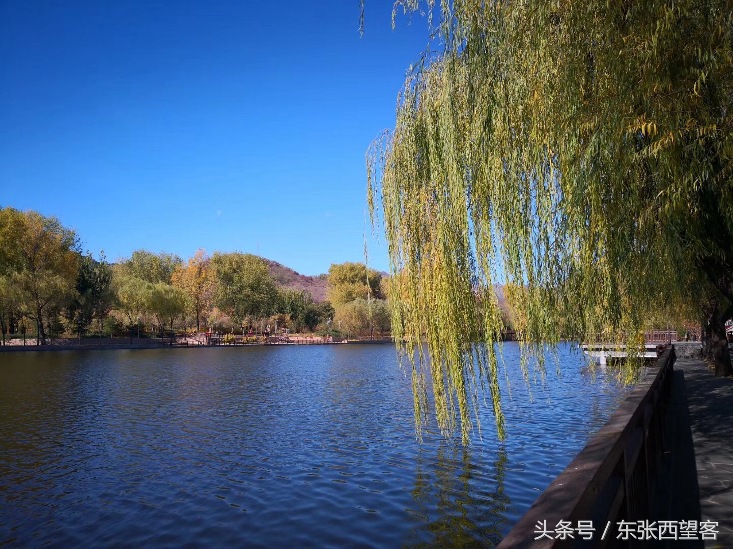 垂柳七绝图片,湖边垂柳七绝